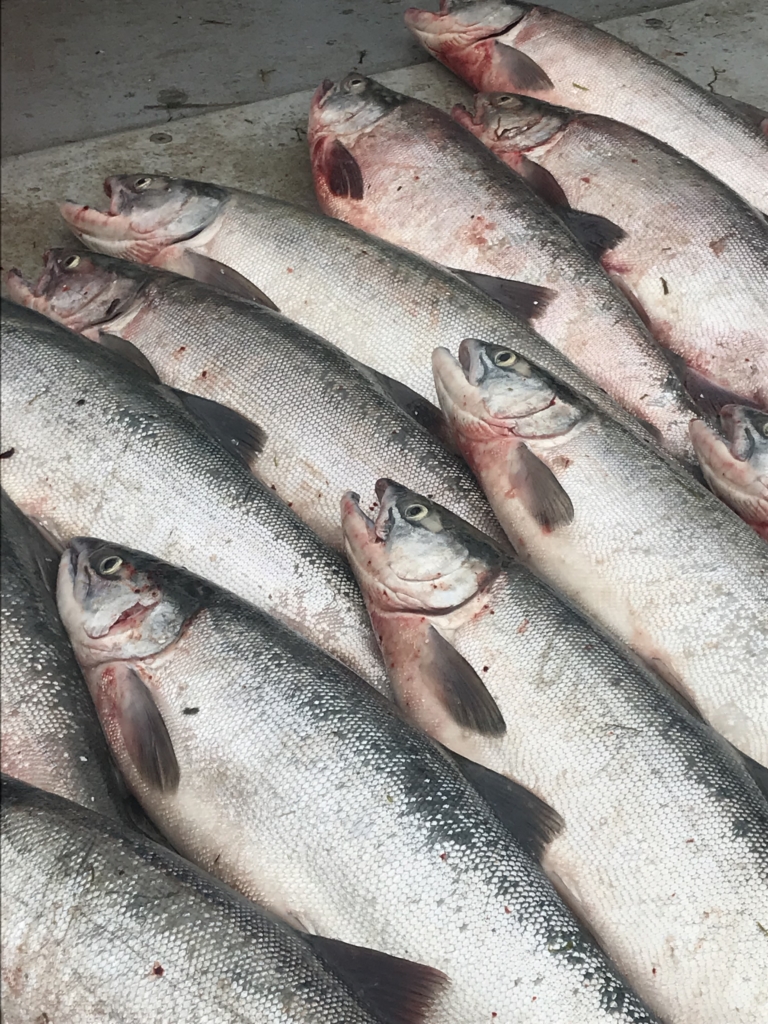 2019 Pre Order Wild Alaska Sockeye Salmon Delivered Fresh I Choose Wild